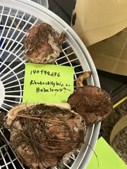 Tricholoma pessundatum