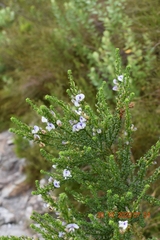 Psoralea aculeata