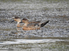 Lophonetta specularioides
