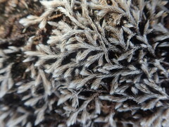 Selaginella dregei