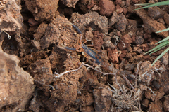 Uroplectes triangulifer
