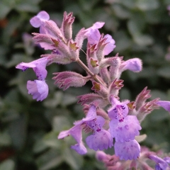 Nepeta racemosa