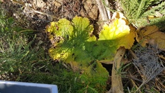 Pelargonium lobatum