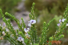 Psoralea aculeata