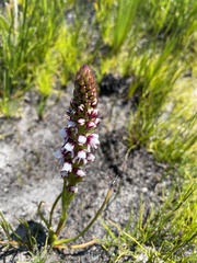 Disa obtusa hottentotica