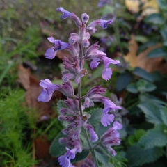 Nepeta racemosa