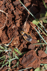 Ectrichodia crux