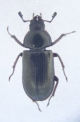 Platycerus quercus