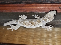 Hemidactylus leschenaultii