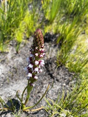 Disa obtusa hottentotica
