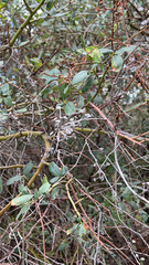 Ceanothus spinosus