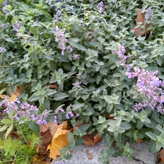 Nepeta racemosa