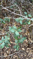 Ceanothus spinosus