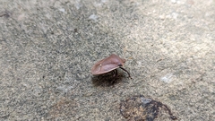 Basicryptus costalis