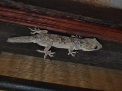 Hemidactylus leschenaultii