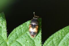 Carpophilus hemipterus