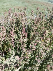 Extriplex californica