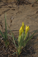 Iris humilis