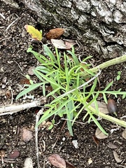 Ratibida columnifera