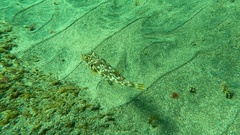 Sphoeroides marmoratus