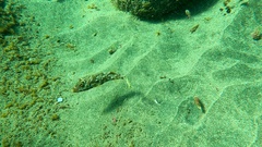 Sphoeroides marmoratus