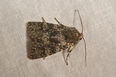 Polymixis xanthomista