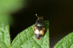 Carpophilus hemipterus