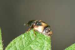 Carpophilus hemipterus