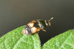 Carpophilus hemipterus