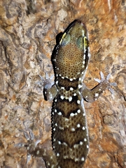 Hemidactylus triedrus
