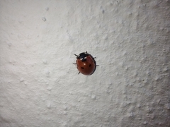 Coccinella septempunctata