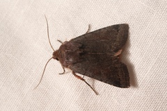 Agrochola haematidea