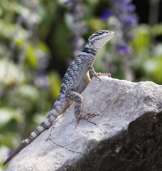 Sceloporus poinsettii