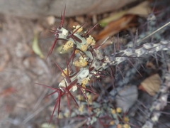 Euphorbia aeruginosa