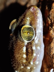 Hemidactylus triedrus