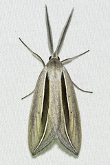 Doryodes spadaria