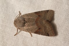 Agrochola meridionalis