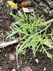 Ratibida columnifera