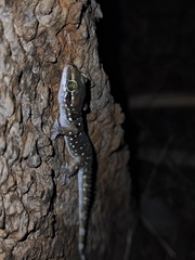 Hemidactylus triedrus