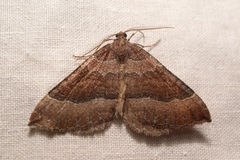 Larentia clavaria