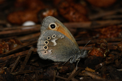 Coenonympha california subfusca