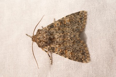 Polymixis flavicincta