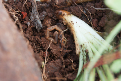Uroplectes triangulifer