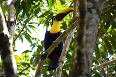 Ramphastos ambiguus