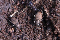 Meranoplus peringueyi