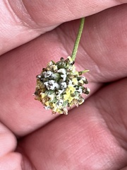 Ratibida columnifera