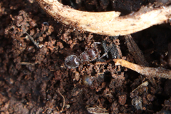 Meranoplus peringueyi