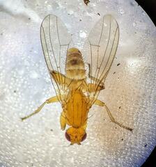 Suillia convergens