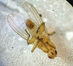 Suillia convergens