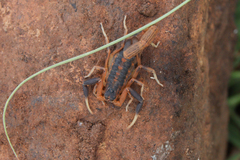 Uroplectes triangulifer